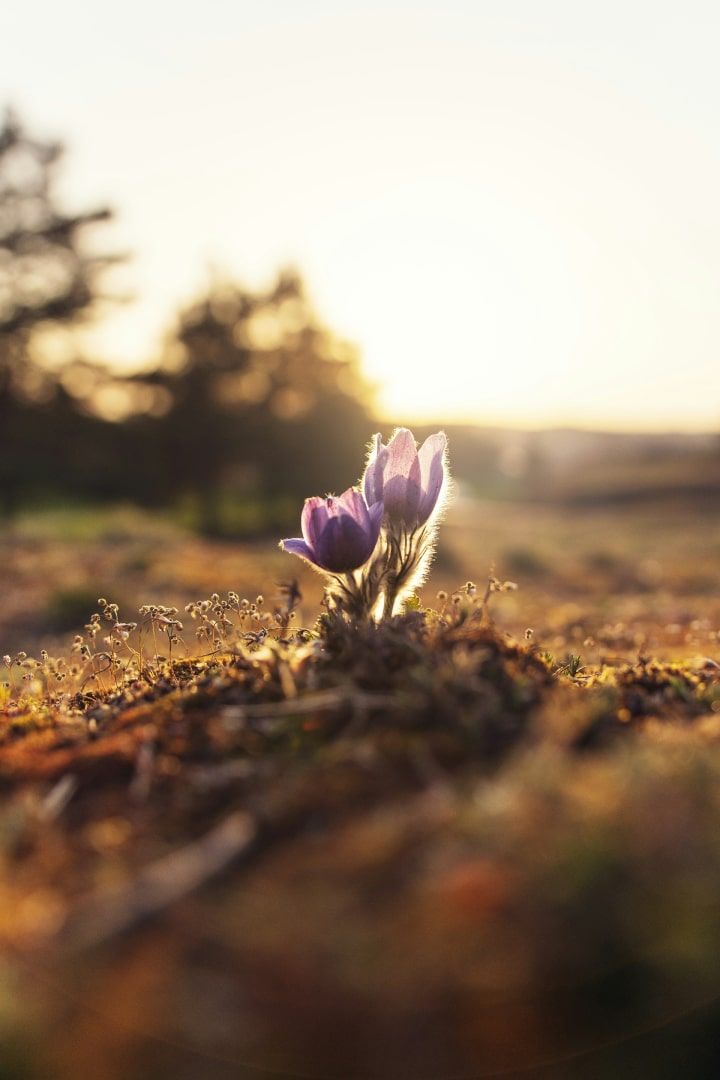 Growth image A single purple pasqueflower blooming against a soft-focused natural backdrop bathed in the golden light of the setting sun, symbolising new beginnings and growth.